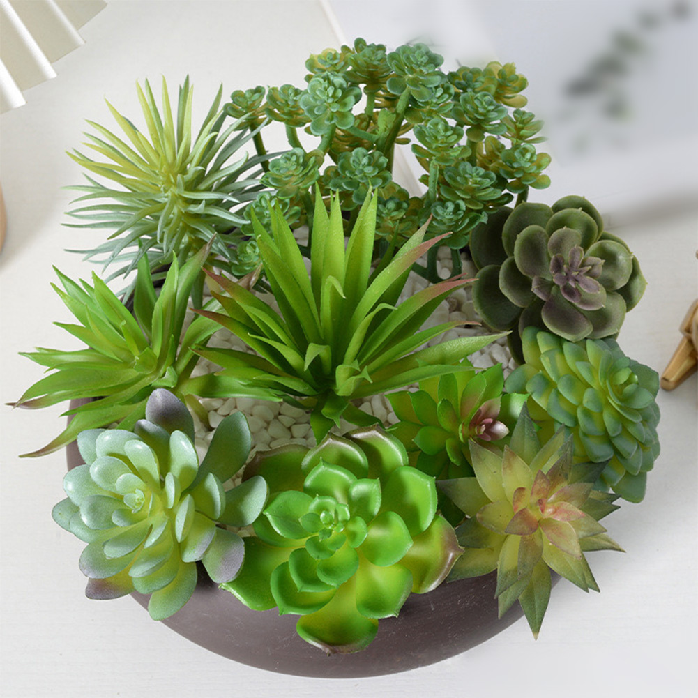 กระถางต้นไม้จิ๋วสวยงามสำหรับจั - Succulent Arrangement Mini บทวิจารณ์และราคา