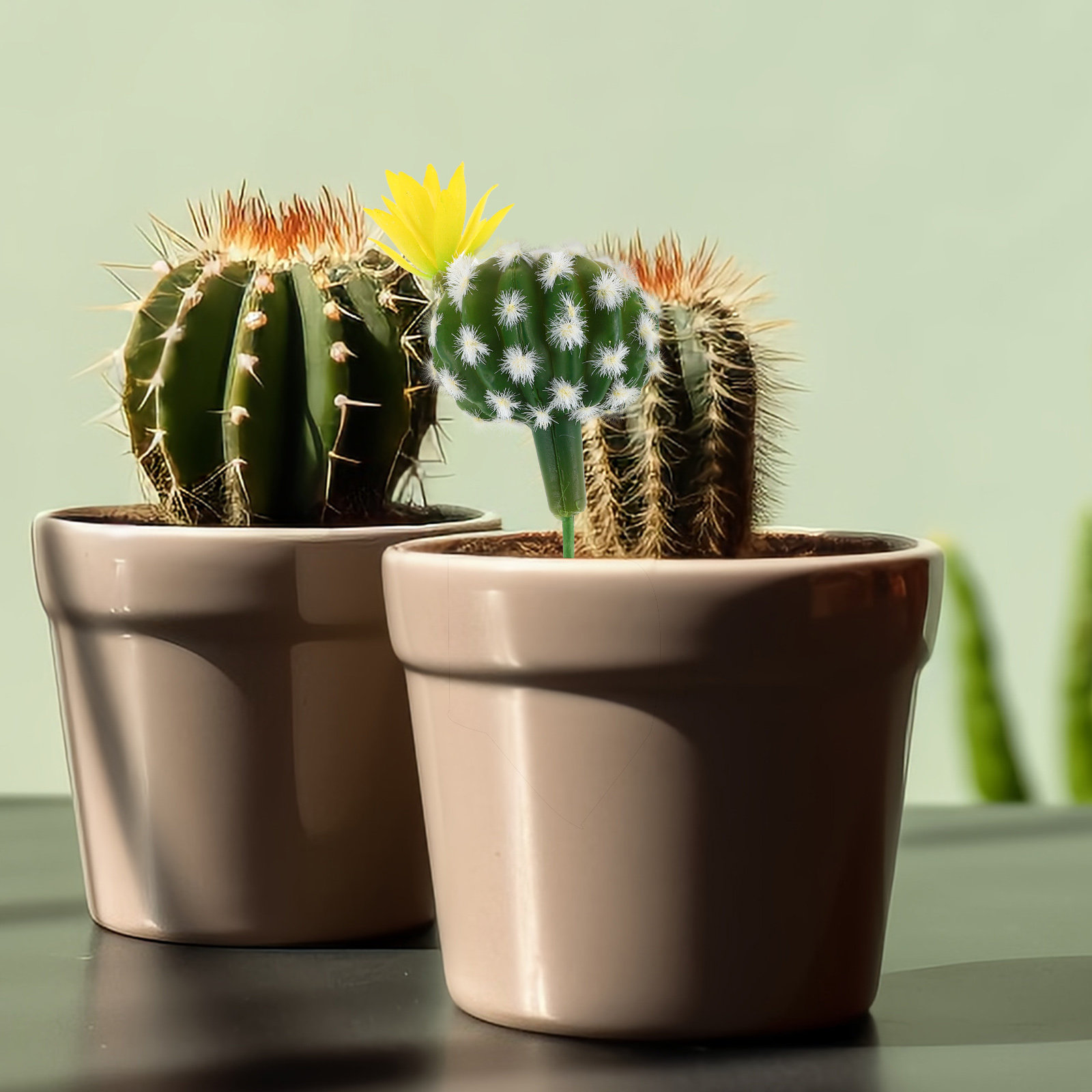 ต้นกระบองเพชรและไม้อวบน้ำประดิ - Succulent Arrangement Mini บทวิจารณ์และราคา